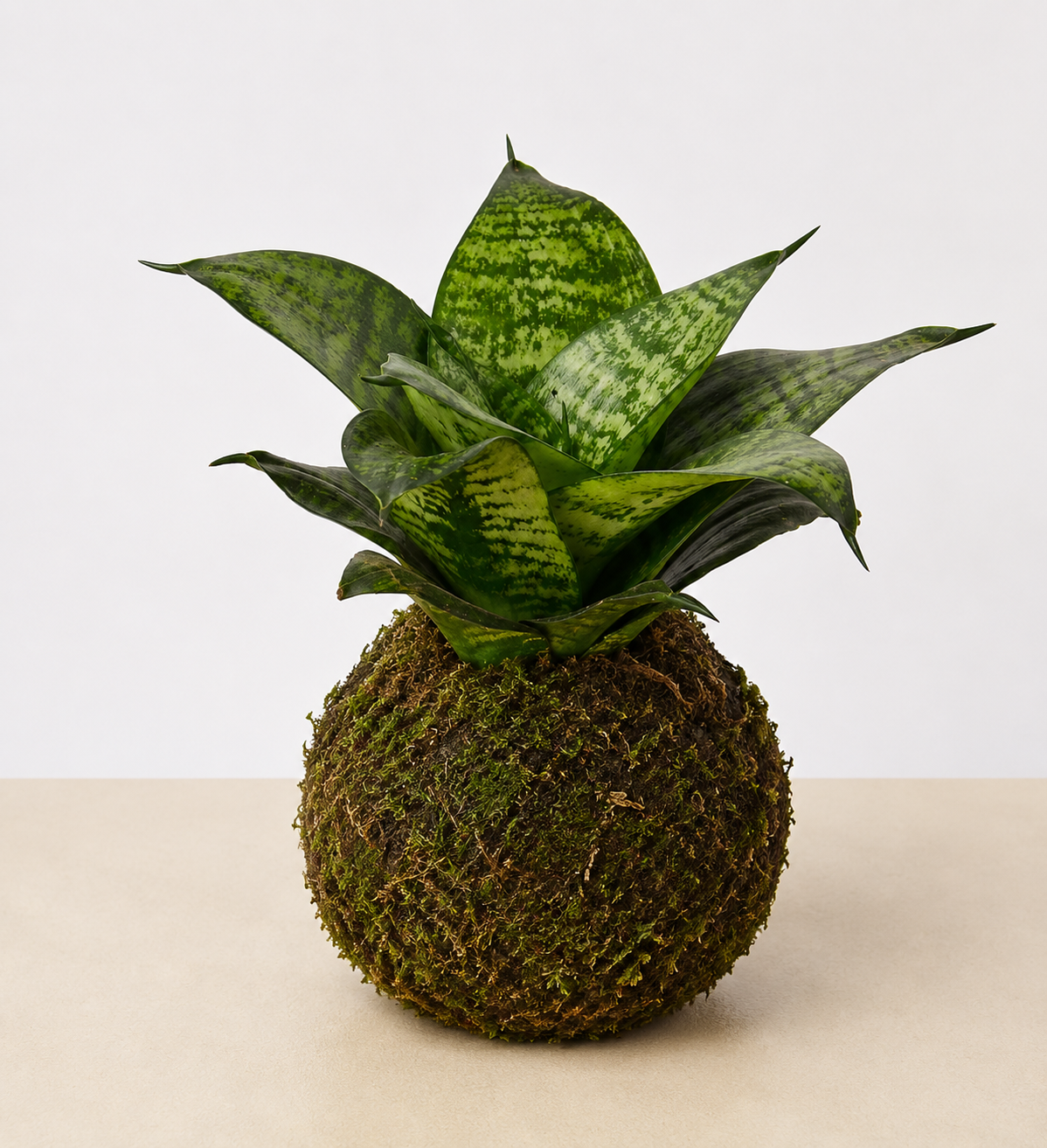 Snake Plant 