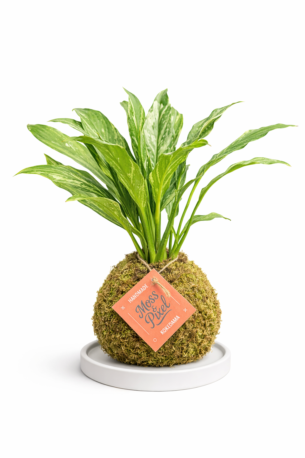 Peace Lily ‘Domino’