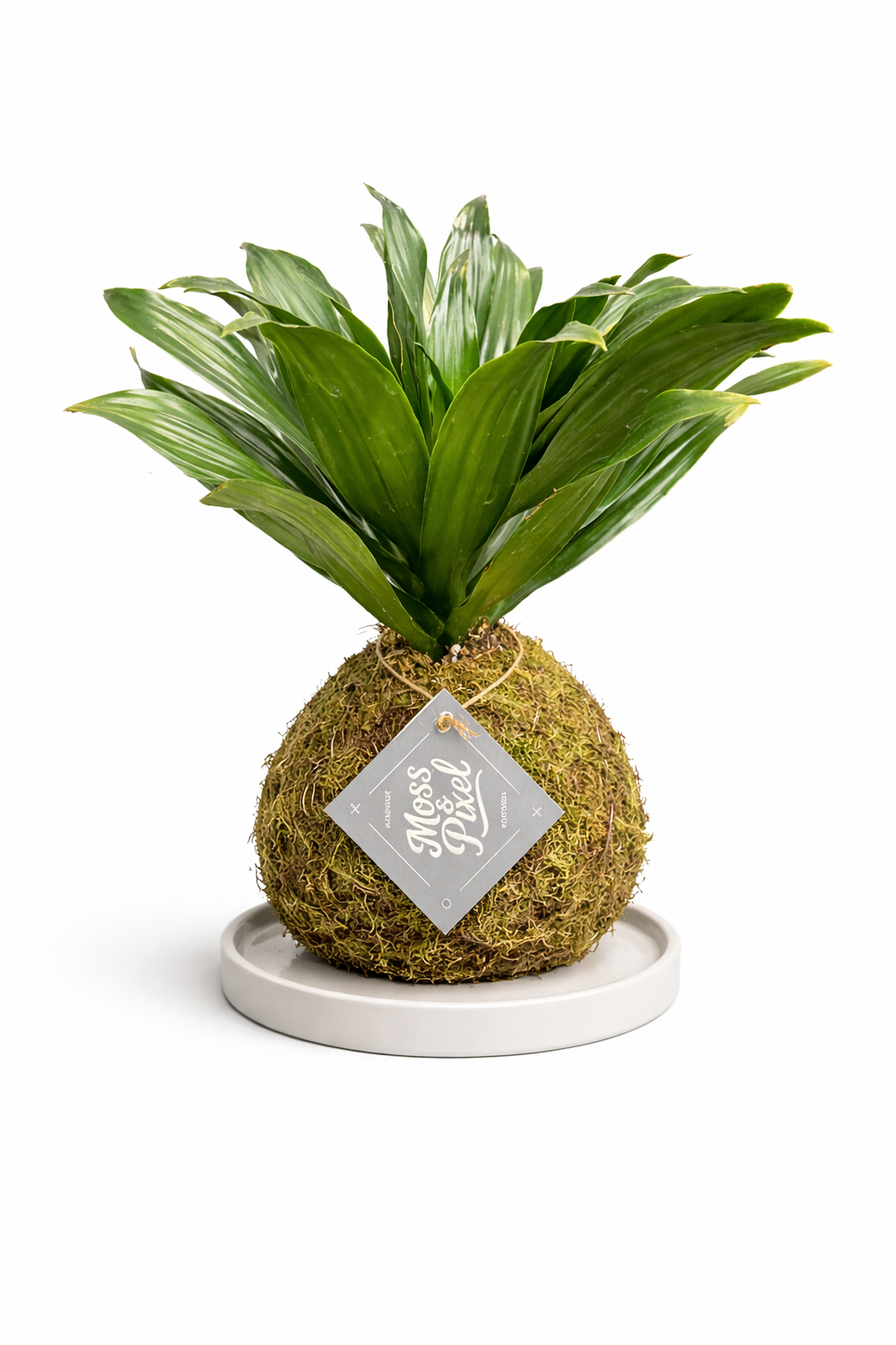 Janet Craig Dracaena