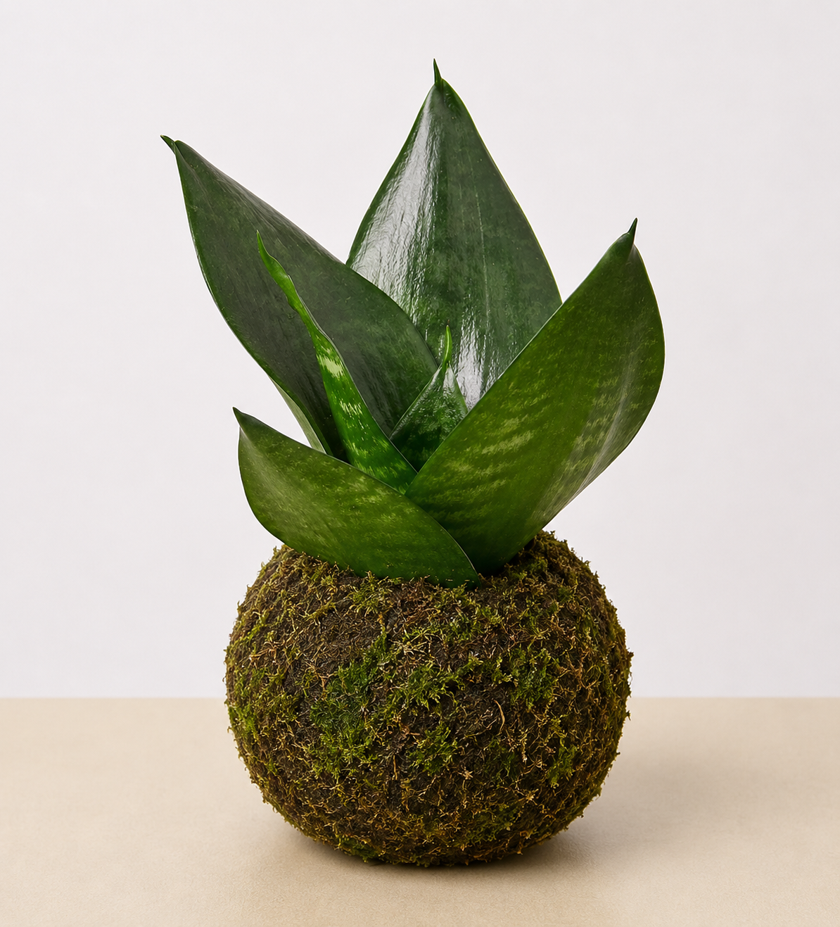 Snake Plant ‘Jade’