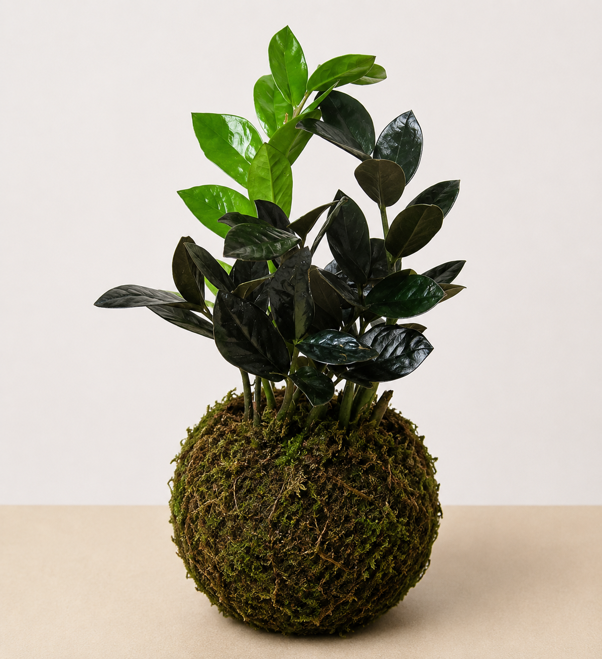 Snake Plant 