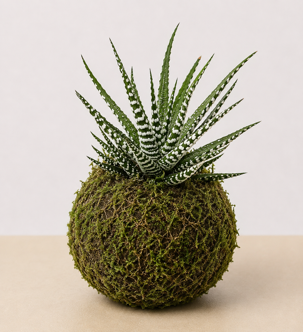 Succulent