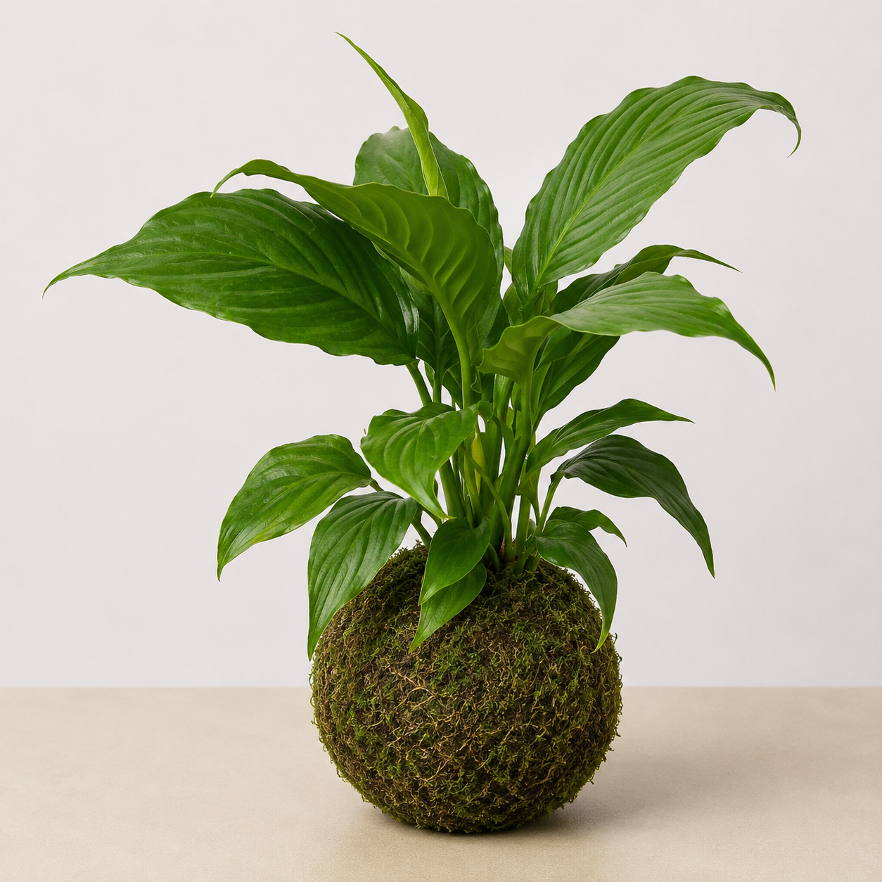Peace Lily