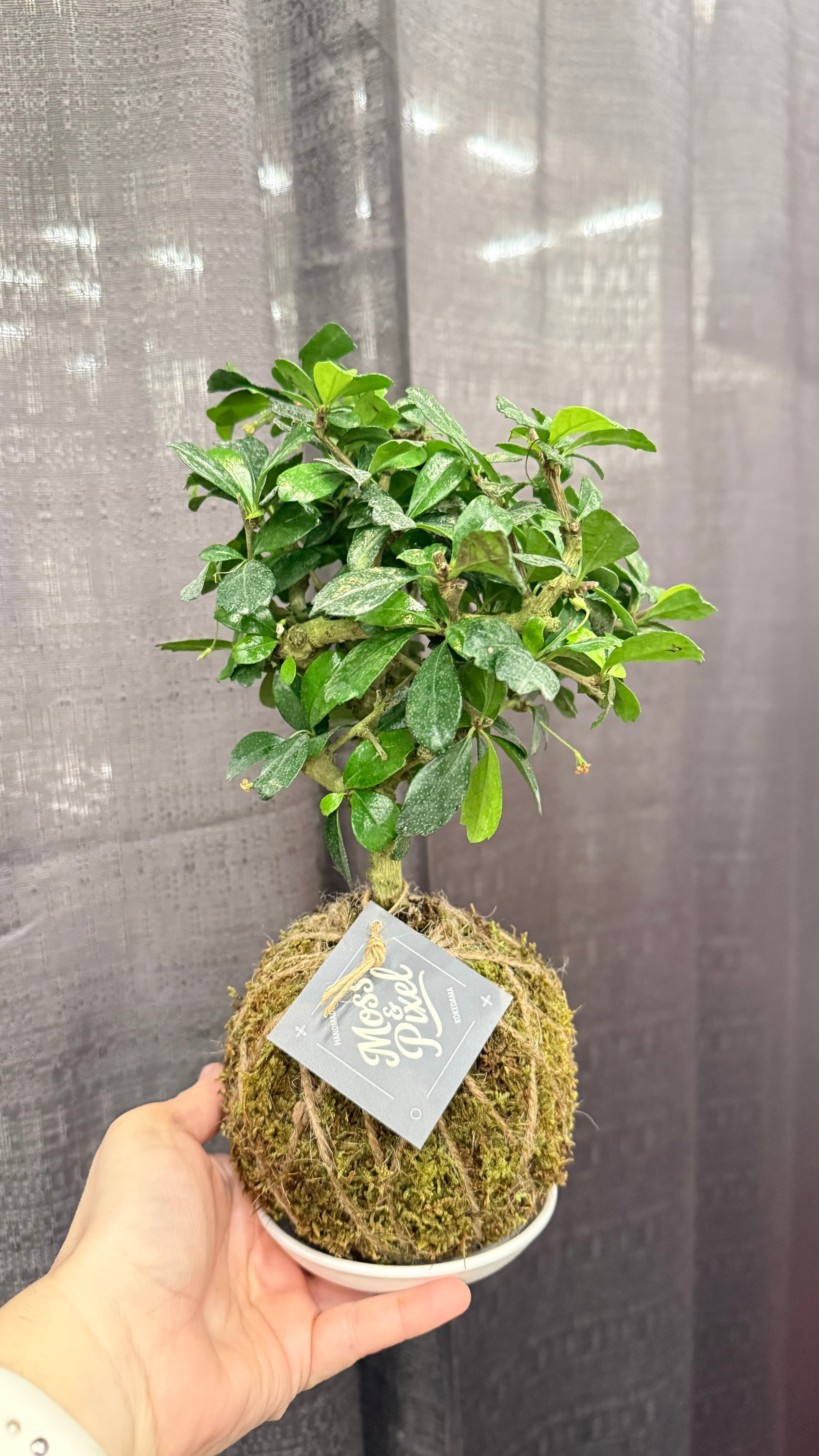 Fukien Tea Bonsai