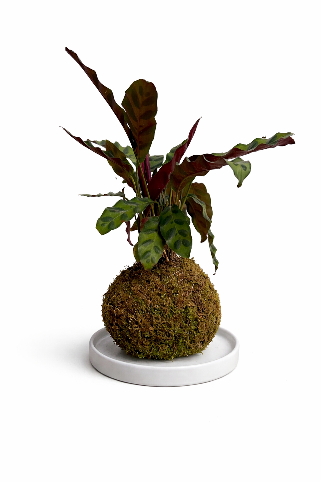 Calathea Lancifolia 'Rattlesnake' – Moss & Pixel