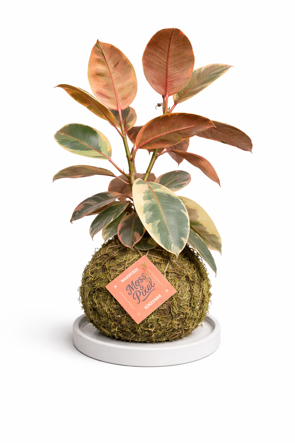 Ficus "Ruby" Rubber