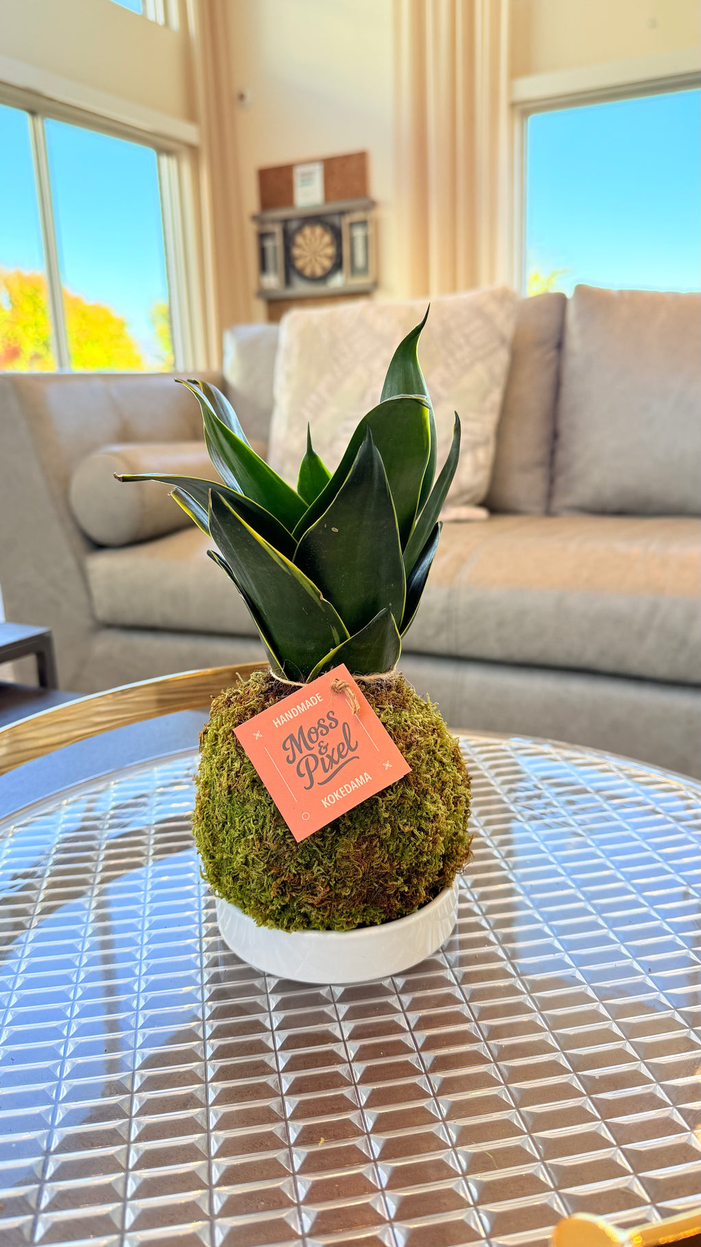 Snake Plant Emerald Star