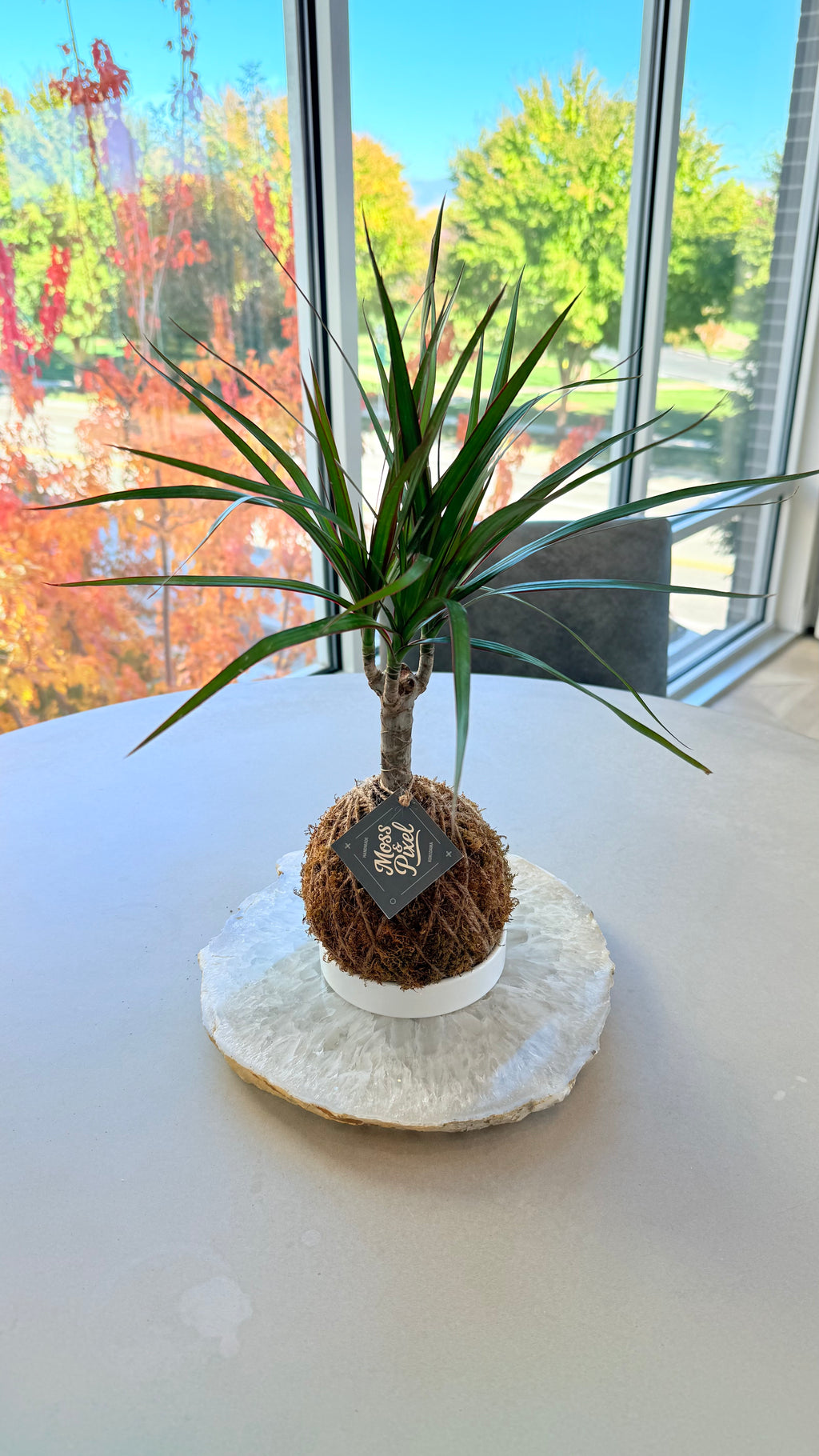 Madagascar Dragon Tree