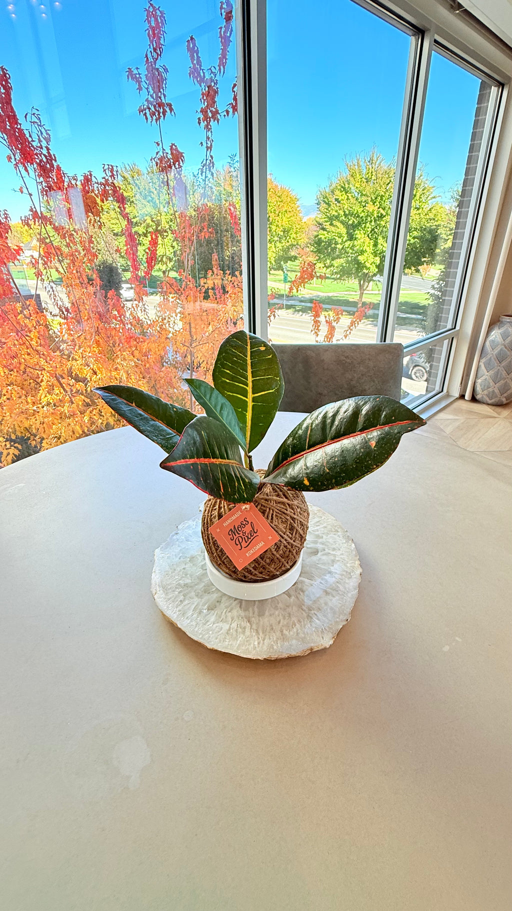 Croton Petra