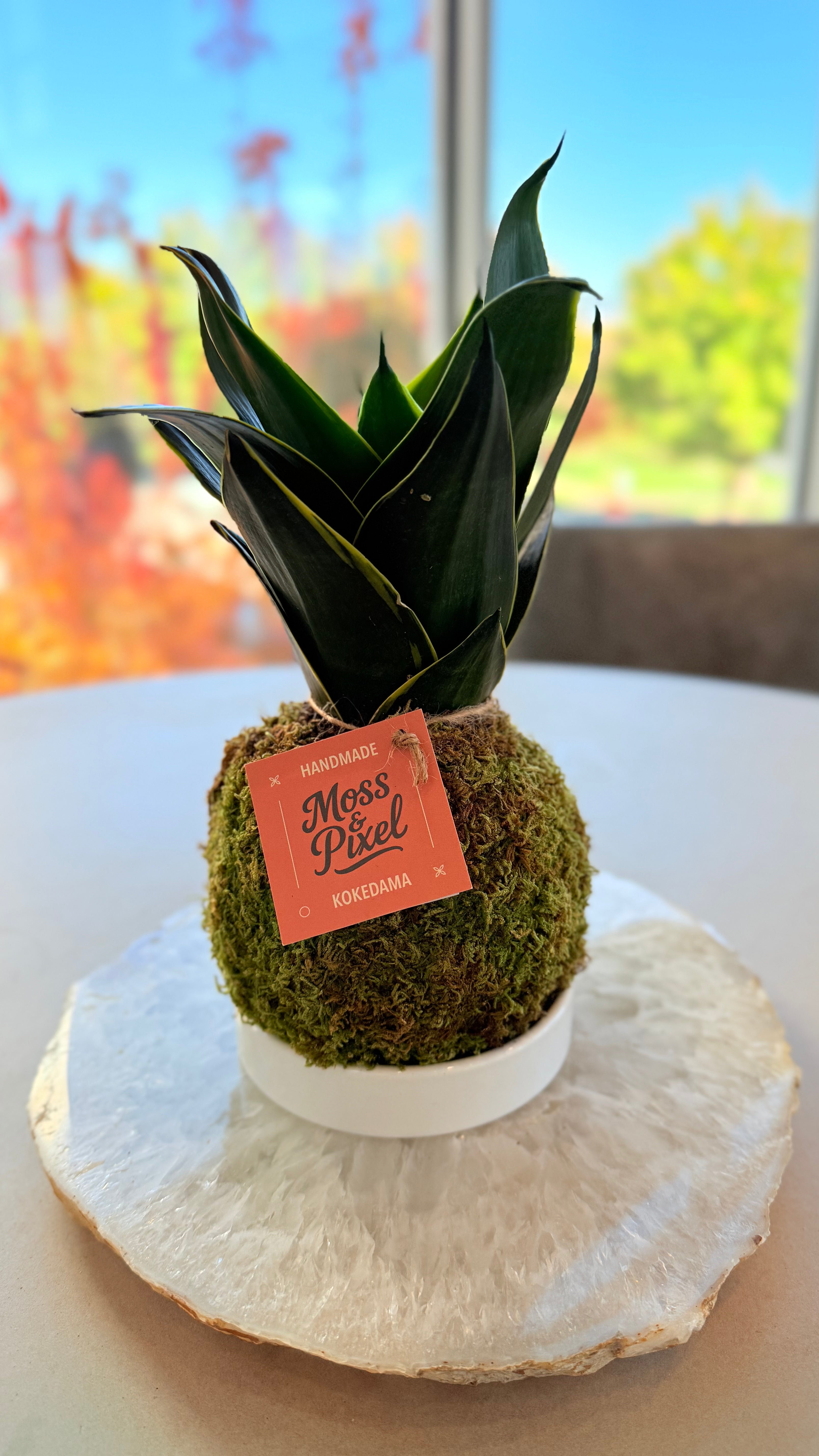 Snake Plant Emerald Star