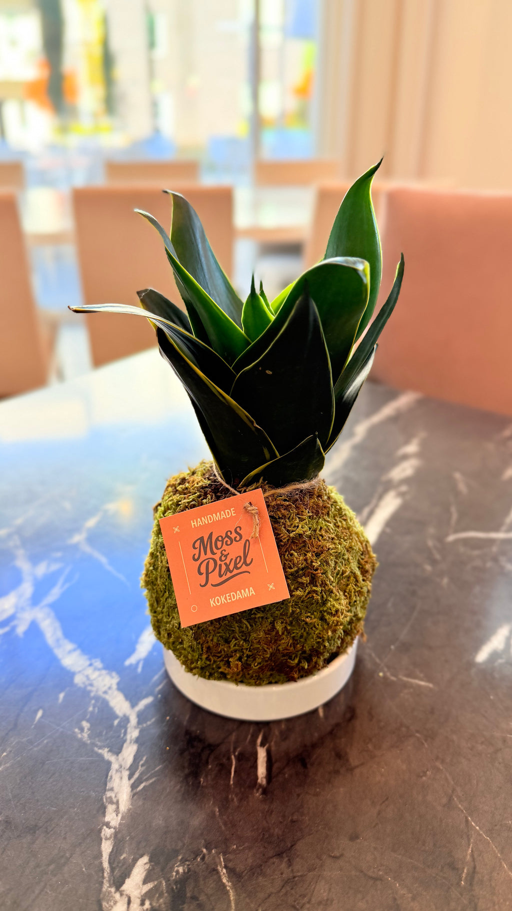 Snake Plant Emerald Star