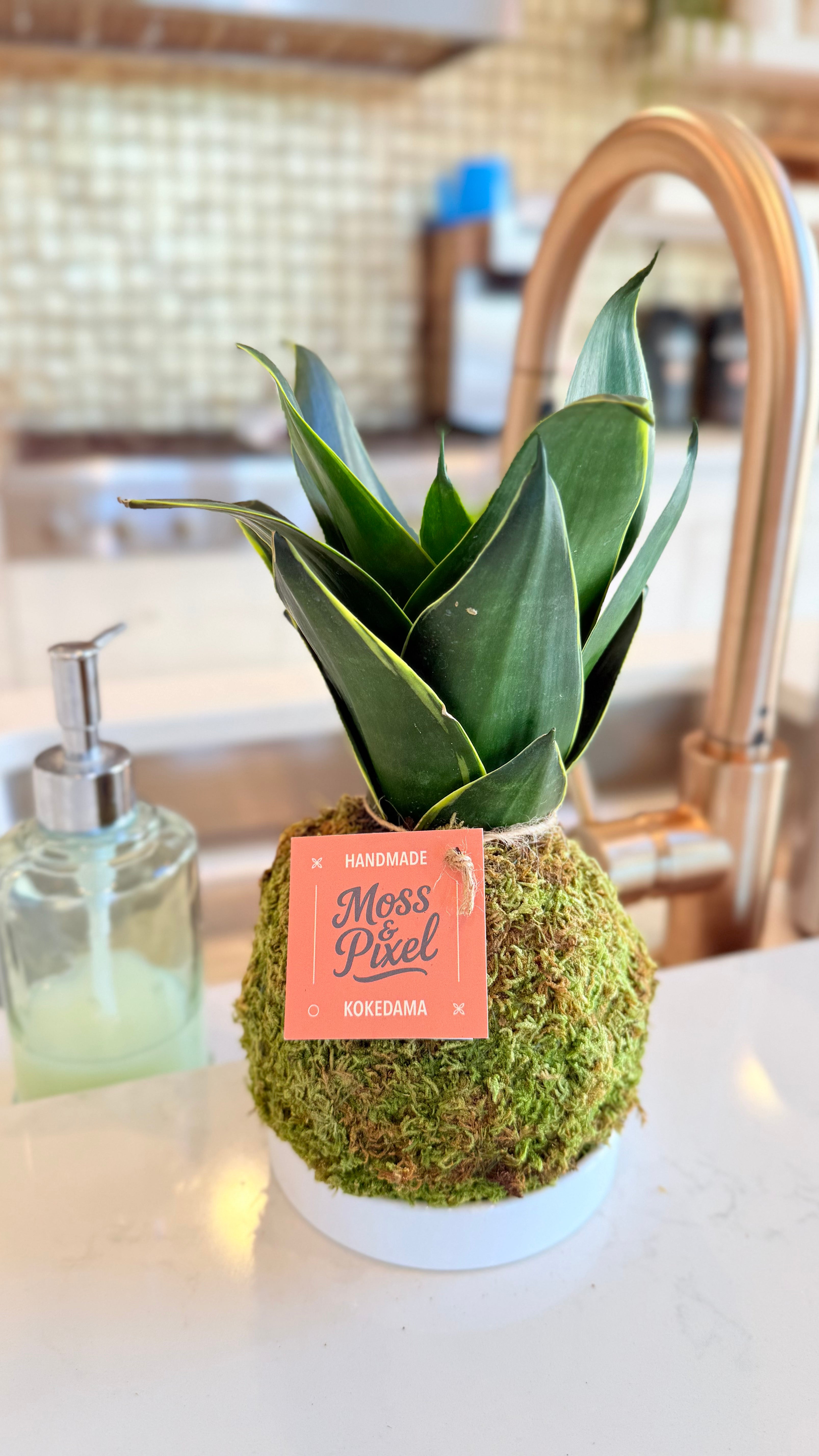 Snake Plant Emerald Star