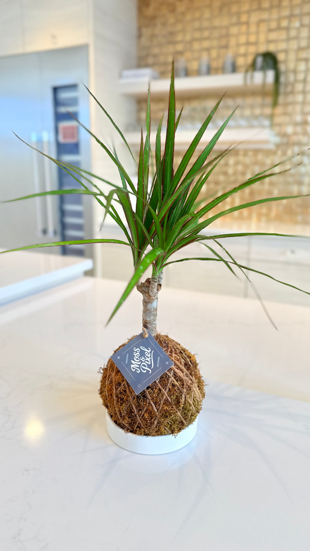 Madagascar Dragon Tree