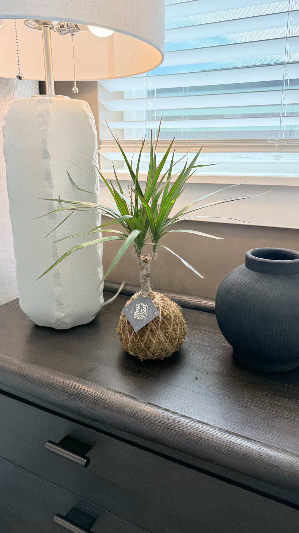 Madagascar Dragon Tree