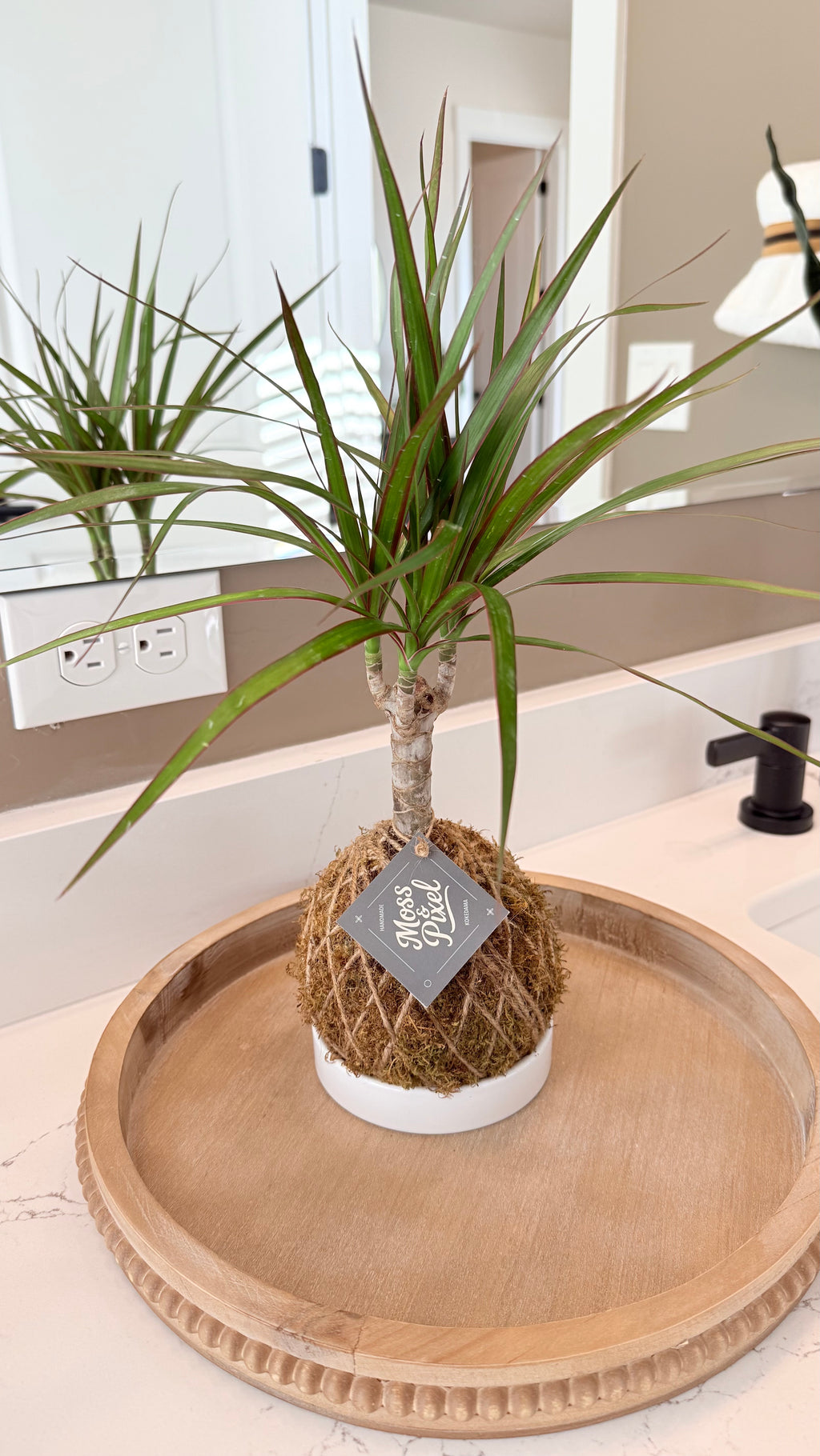 Madagascar Dragon Tree