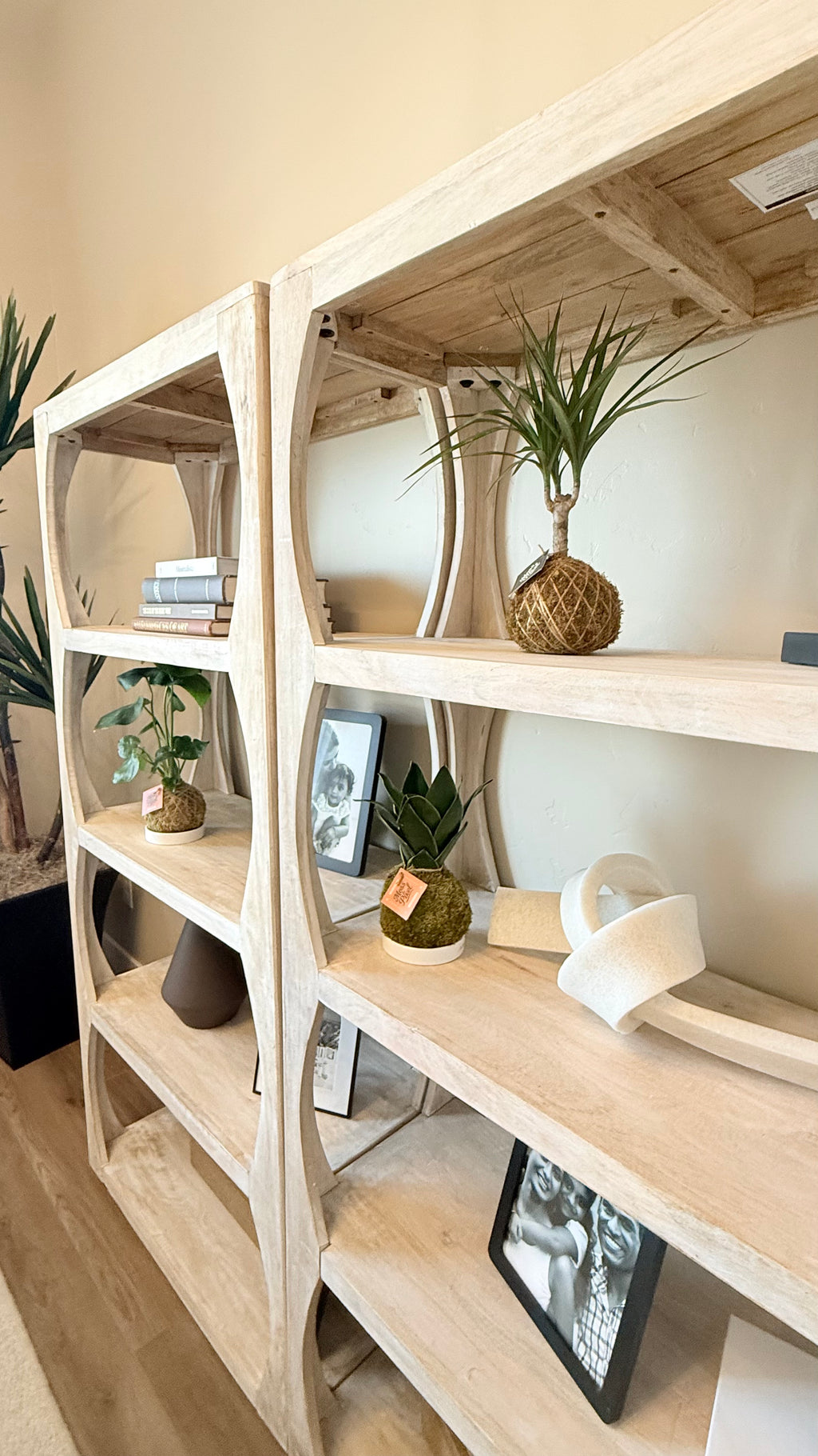 Madagascar Dragon Tree