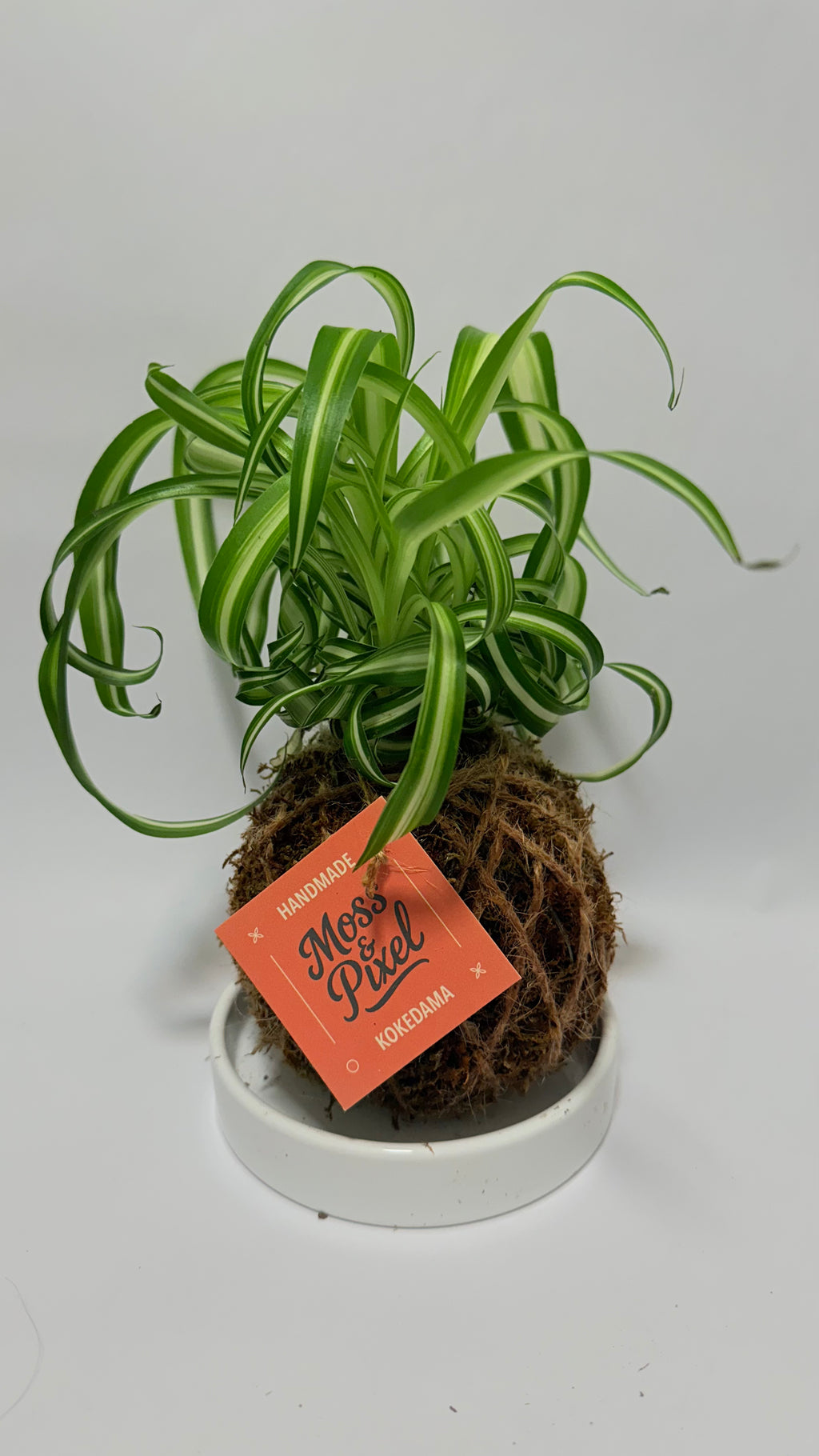 Spider Plant "Bonnie"