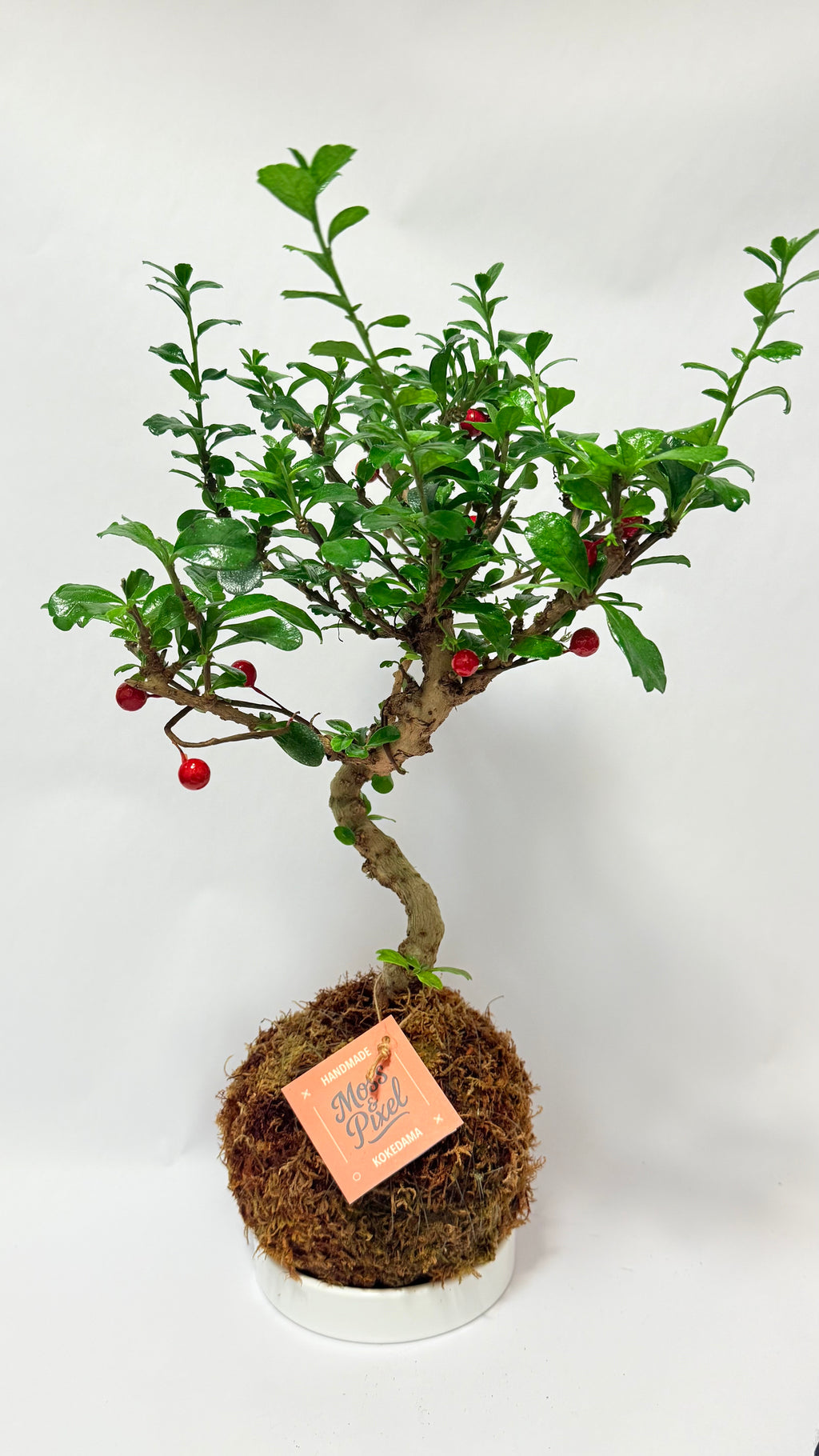 Fukien Tea Bonsai