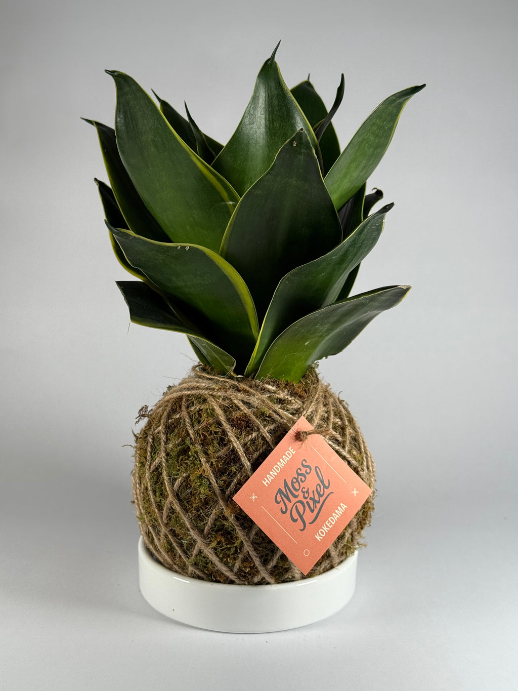 Snake Plant Emerald Star