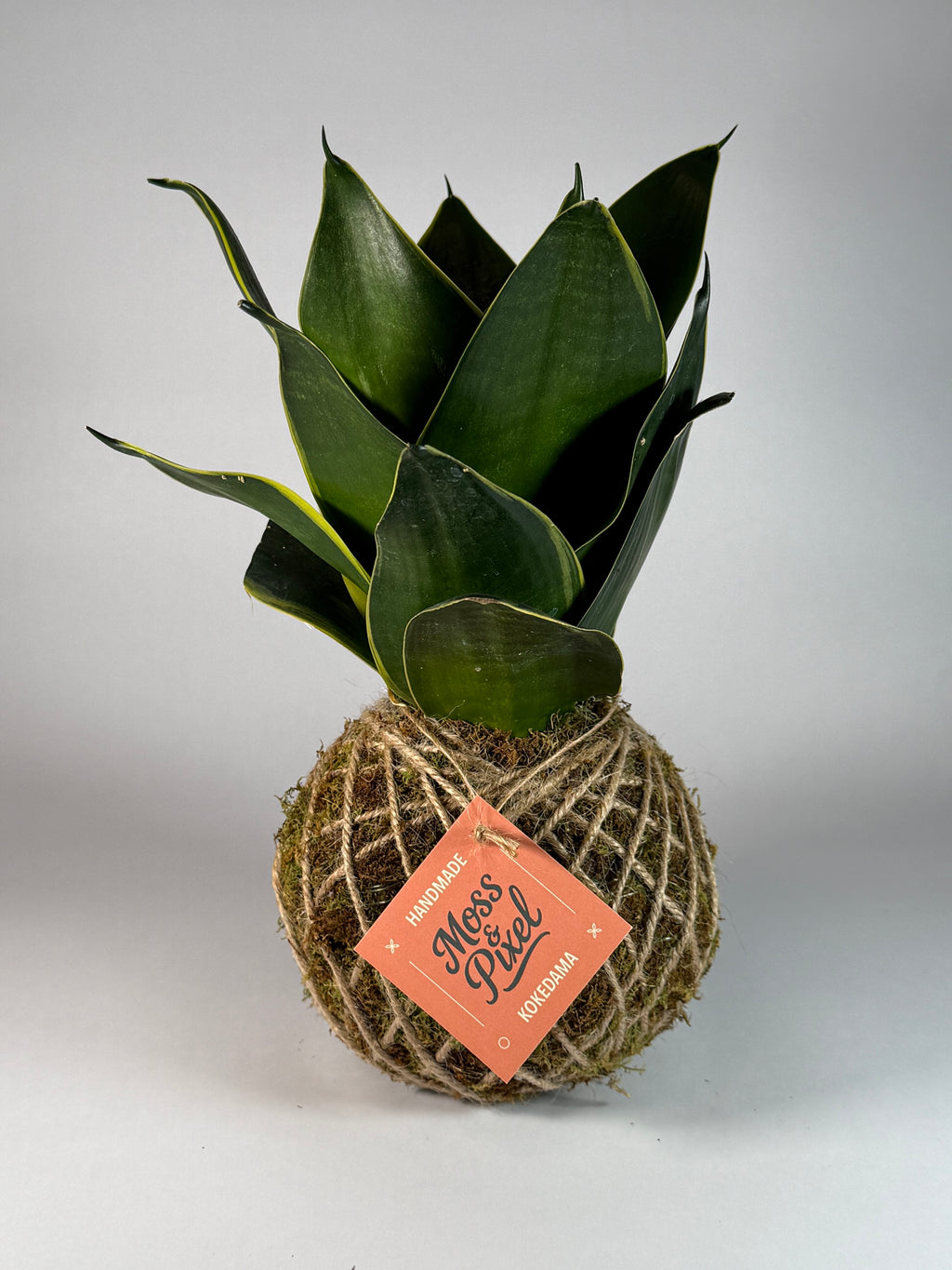 Snake Plant Emerald Star