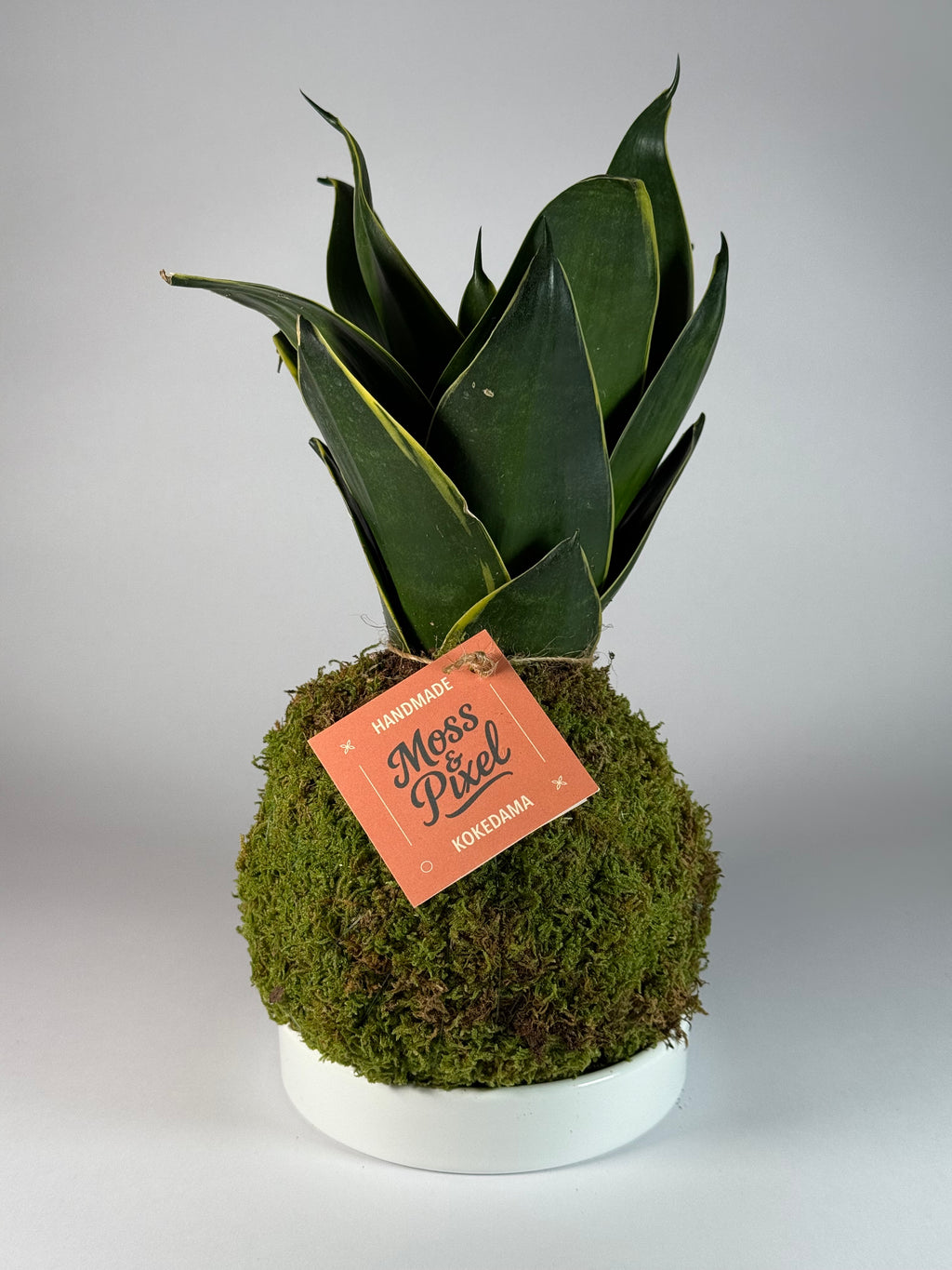 Snake Plant Emerald Star