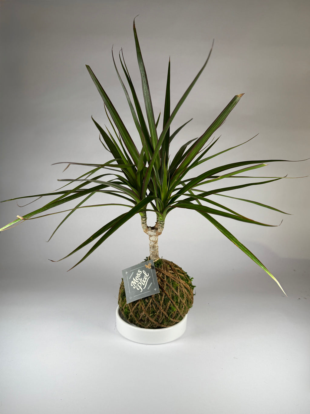 Madagascar Dragon Tree