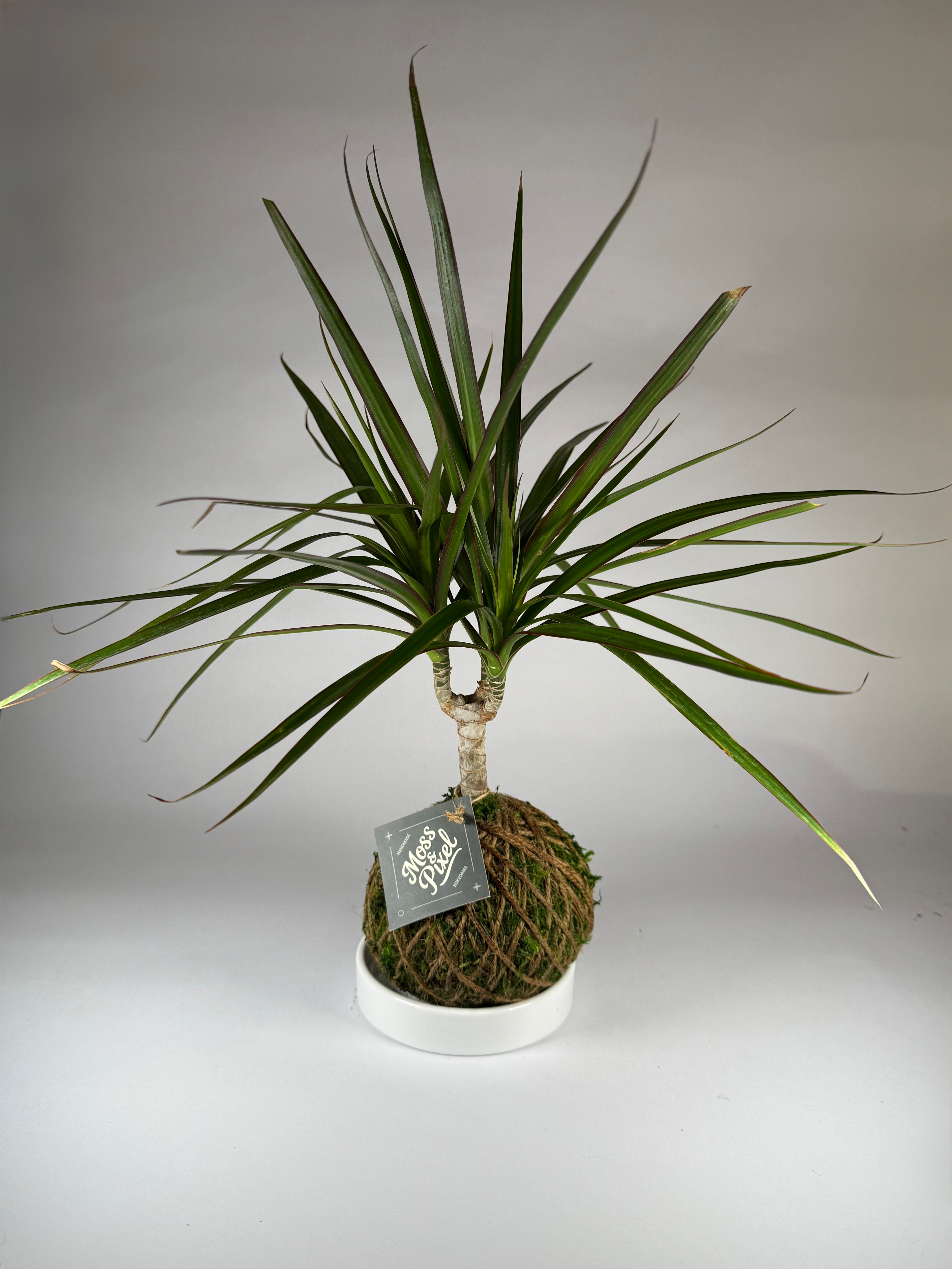 Madagascar Dragon Tree