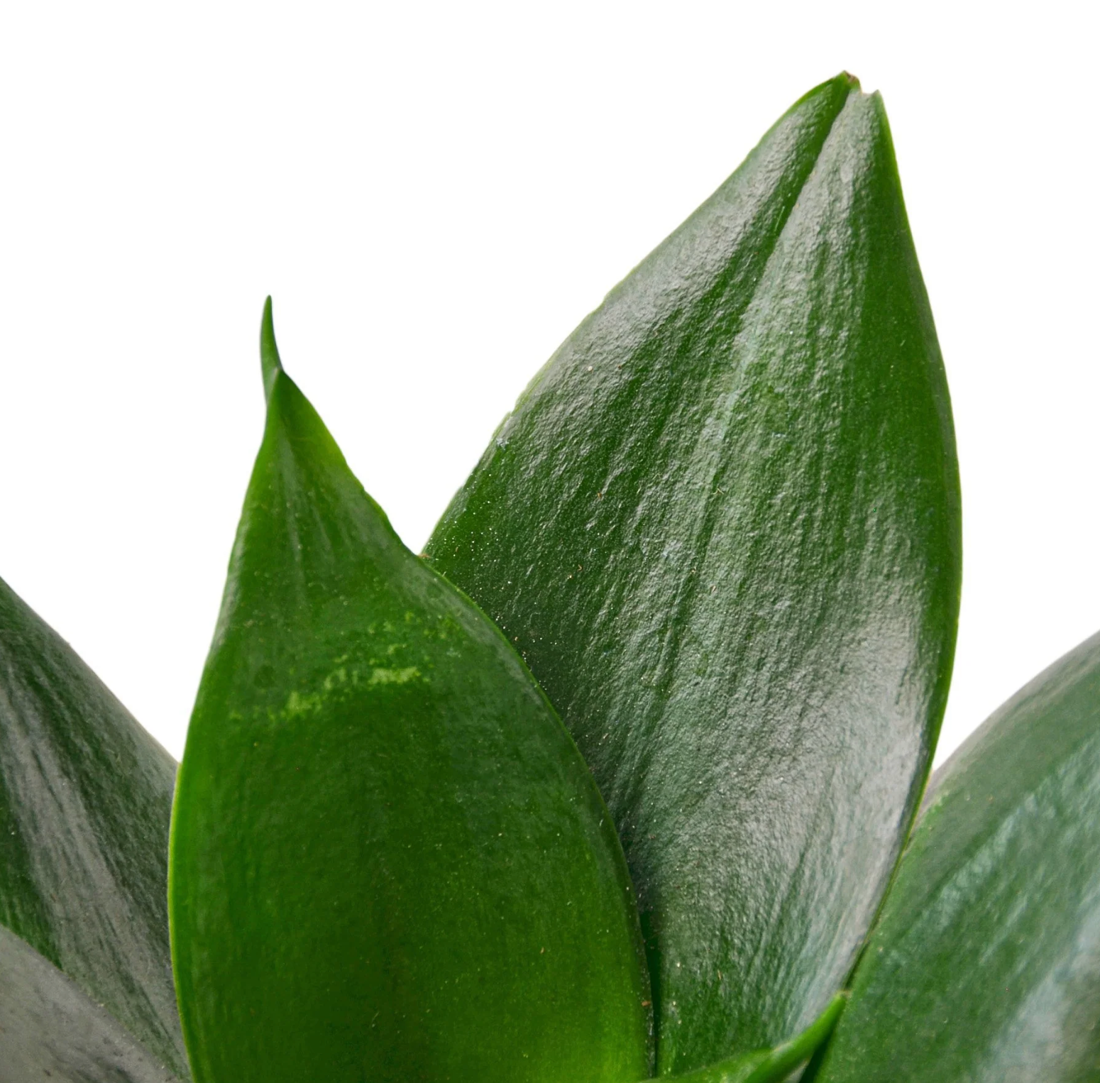 Snake Plant ‘Jade’