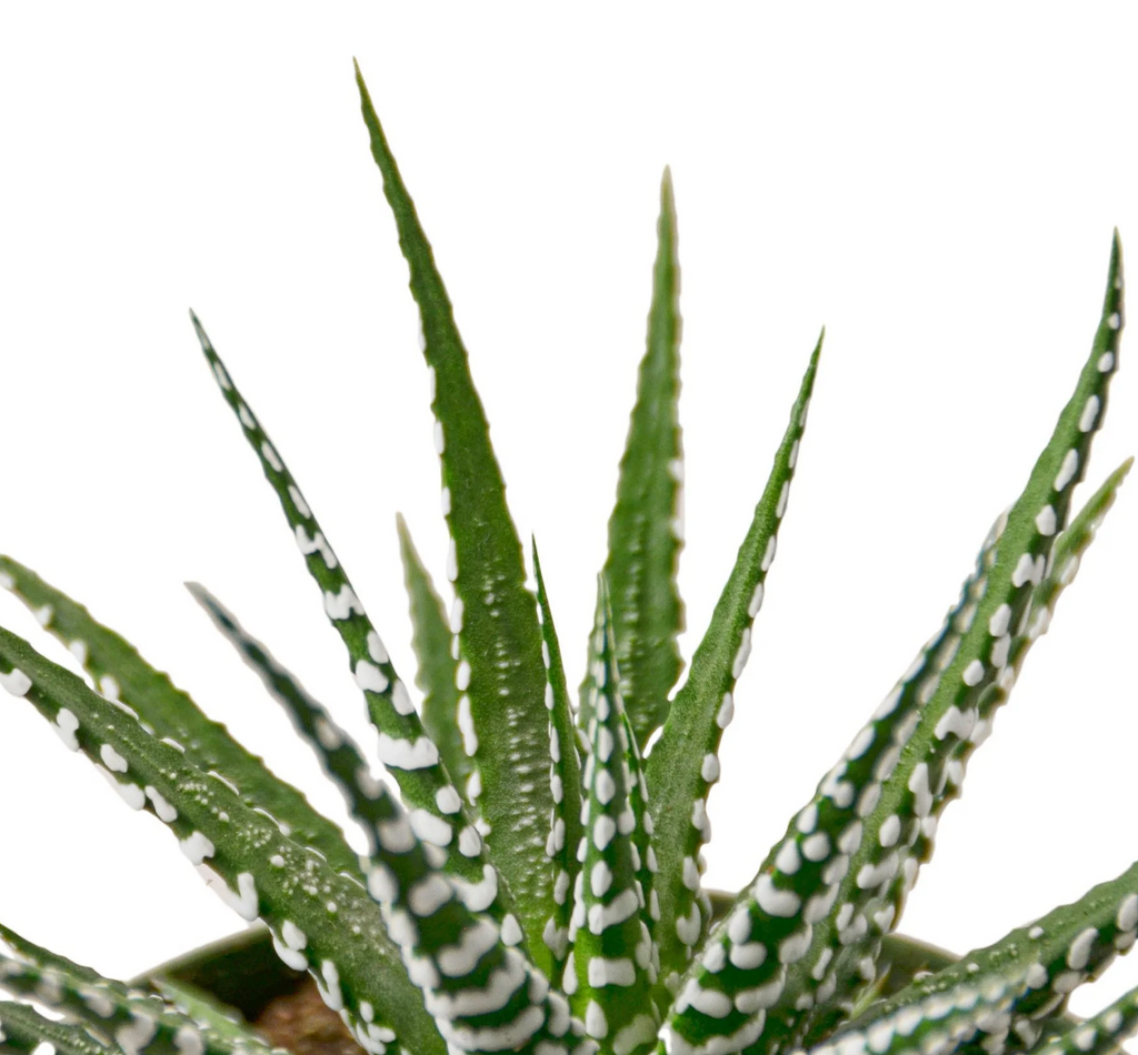 Succulent
