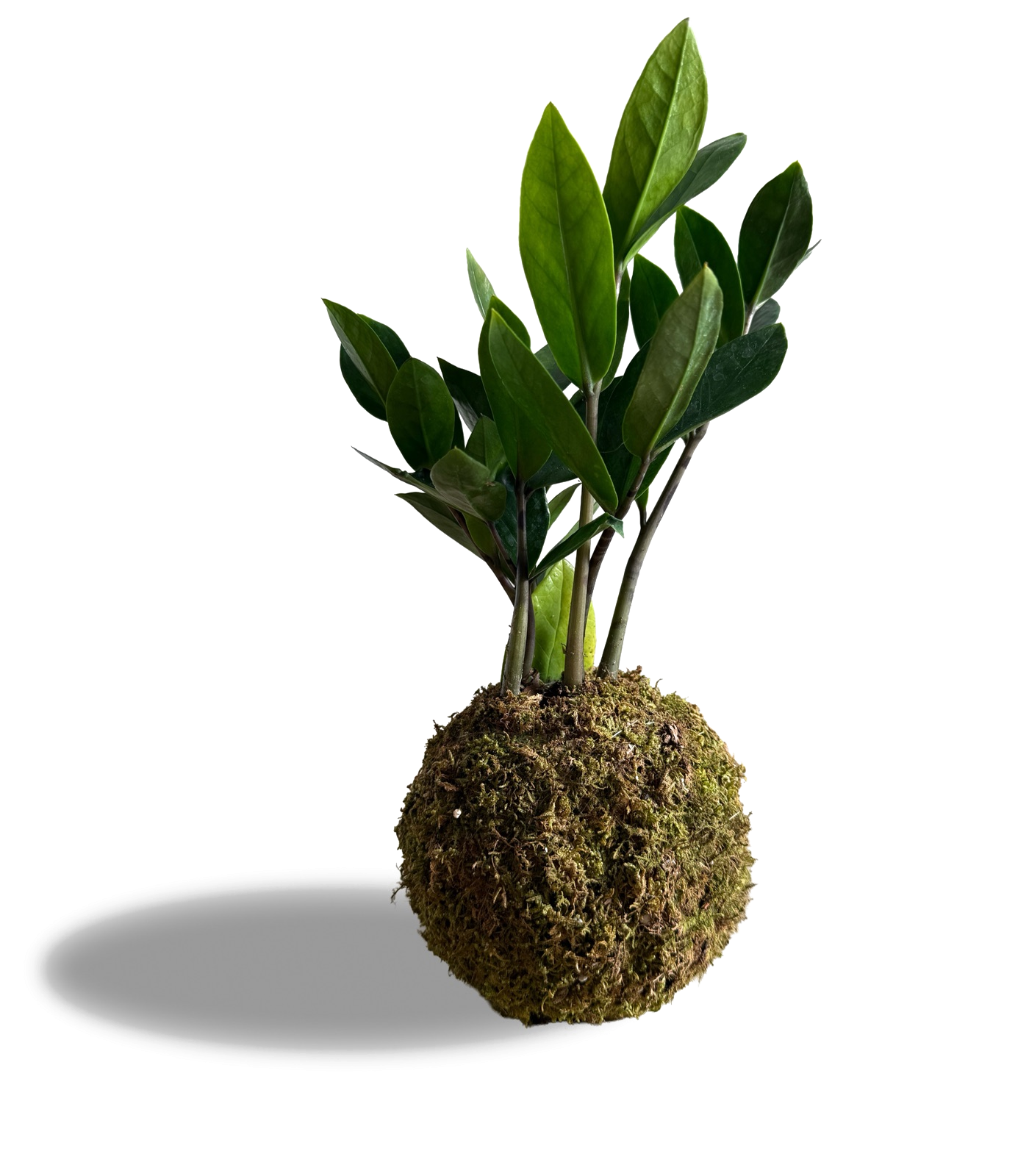 A single kokedama — a plant growing from a ball of moss