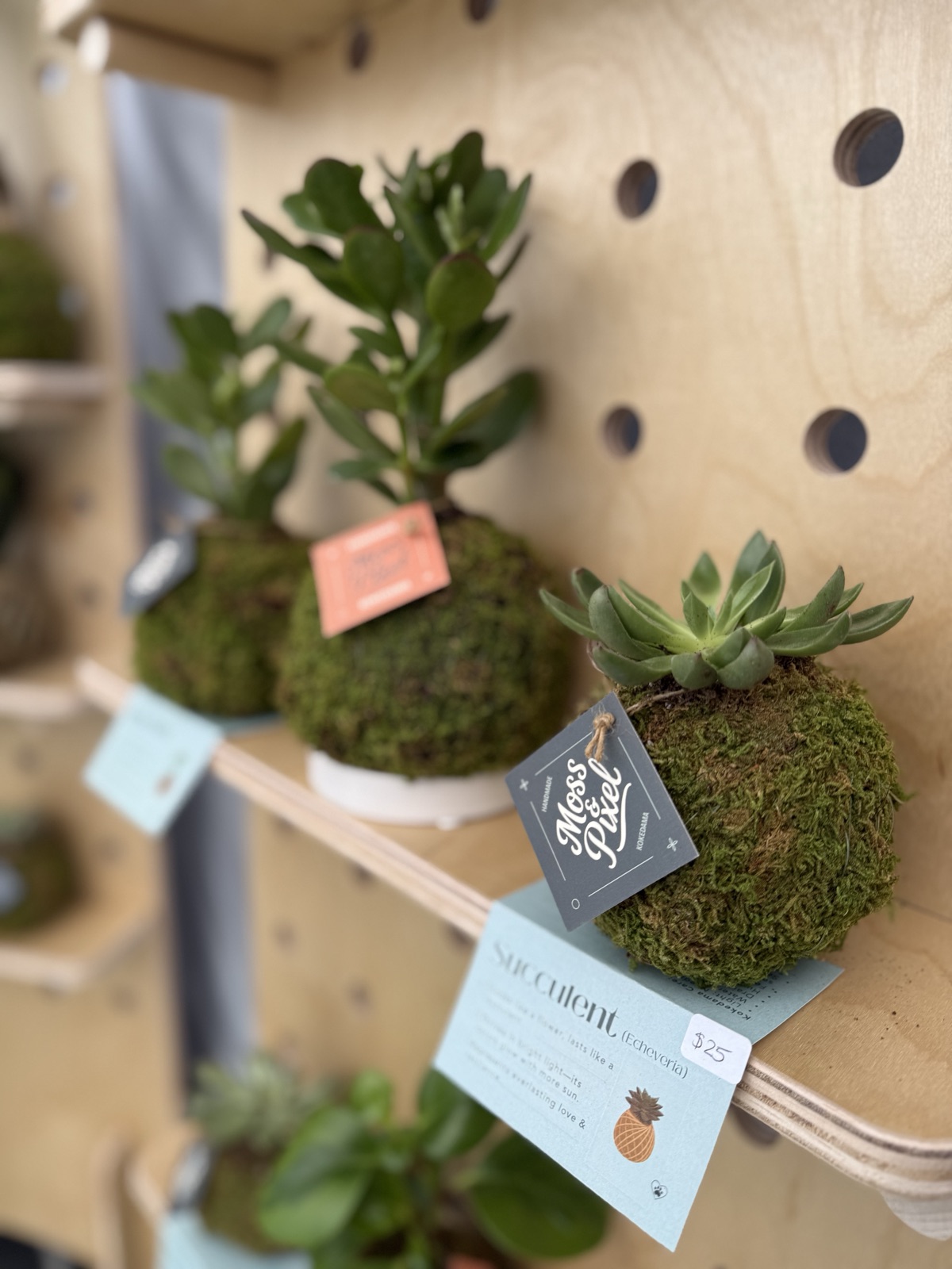 Handmade kokedama on a shelf with Moss & Pixel tags