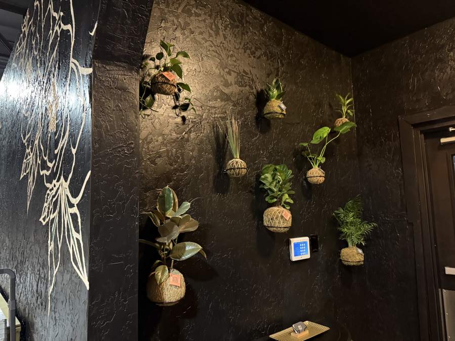 Kokedama mounted across a dark textured wall at a salon